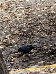 Molothrus bonariensis