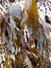 Desmarestia ligulata