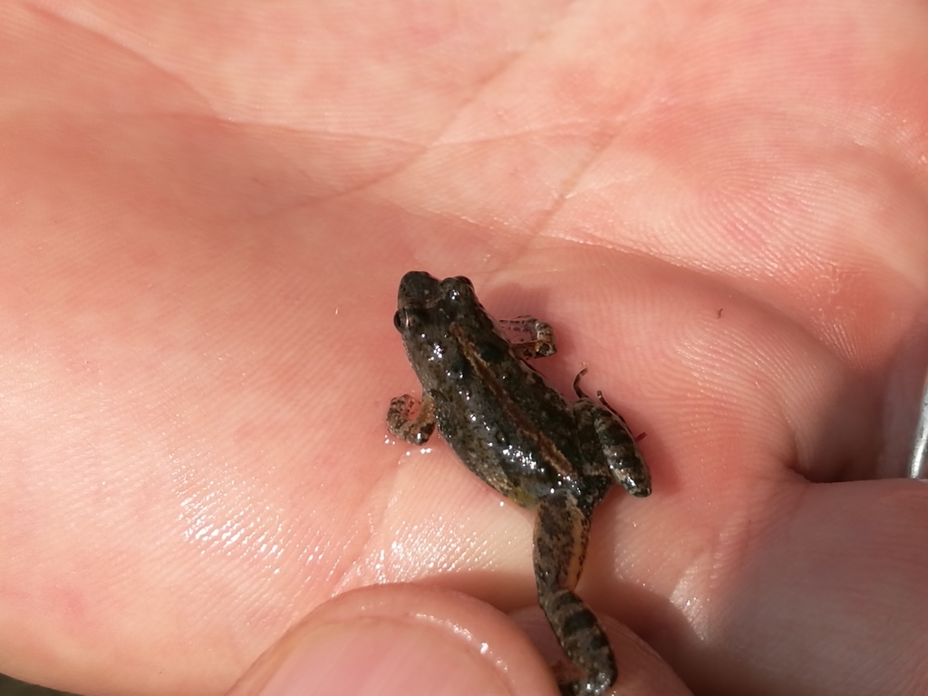 Scheffler's Puddle Frog