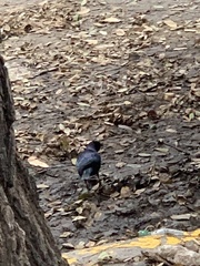 Molothrus bonariensis