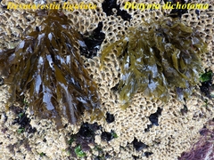 Desmarestia ligulata