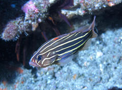 Goldenstriped Soapfish photo 4