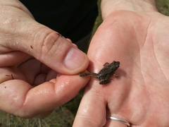 Phrynobatrachus scheffleri