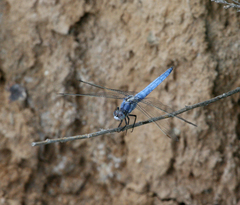 Orthetrum brunneum