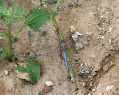 Orthetrum brunneum