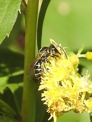 Lasioglossum coriaceum