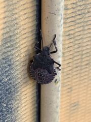 Halyomorpha halys
