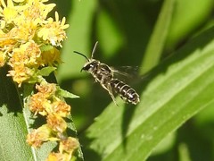 Lasioglossum coriaceum