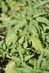 Urtica galeopsifolia