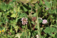 Trifolium amabile