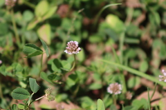 Trifolium amabile