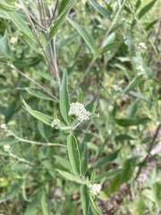 Eupatorium altissimum