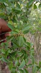 Flacourtia indica