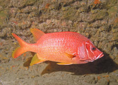 Sargocentron spiniferum