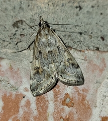 Loxostege allectalis