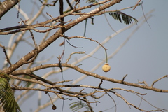 Parkia biglandulosa