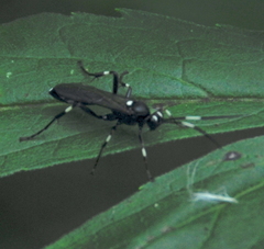 Achaius oratorius