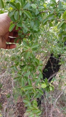 Flacourtia indica