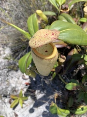 Nepenthes madagascariensis image