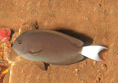 Acanthurus thompsoni