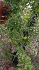 Flacourtia indica