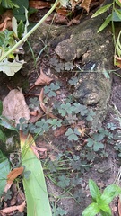 Oxalis corniculata