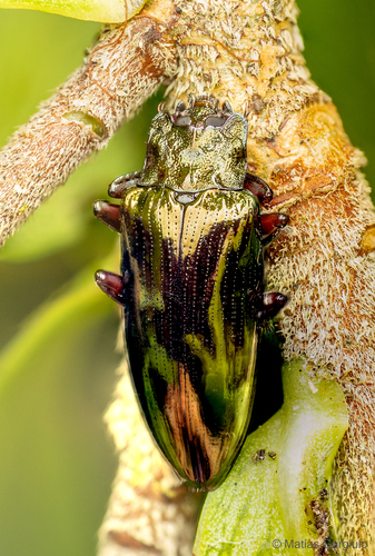 Ulocyphaleus Valdivianus · Inaturalist United Kingdom