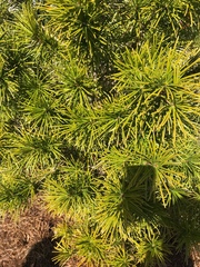 Sciadopitys verticillata