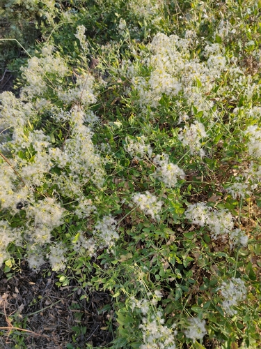 Brennende Waldrebe