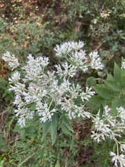 Eupatorium altissimum
