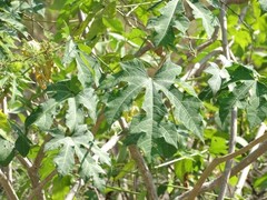 Cnidoscolus aconitifolius