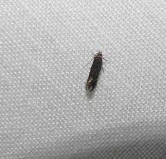 Battaristis concinnusella