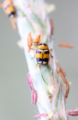 Cryptocephalus bryanti