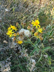 Jacobaea grandidentata