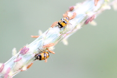 Cryptocephalus bryanti