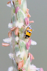 Cryptocephalus bryanti