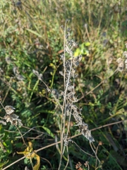 Rhinanthus serotinus aestivalis
