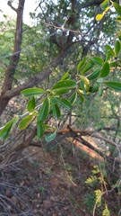 Flacourtia indica