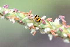 Cryptocephalus bryanti