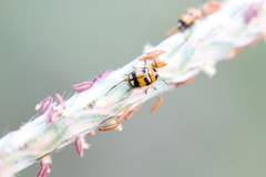 Cryptocephalus bryanti