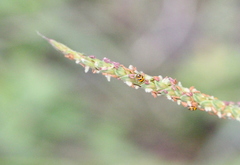 Cryptocephalus bryanti