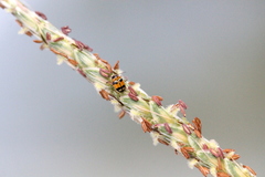 Cryptocephalus bryanti