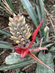 Aechmea lamarchei