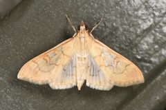 Mimorista trimaculalis