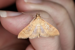 Mimorista trimaculalis