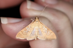 Mimorista trimaculalis