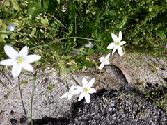 Ornithogalum umbellatum