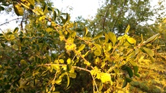 Flacourtia indica