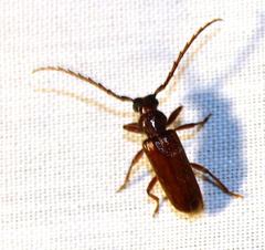 Anisarthrini