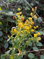 Solidago